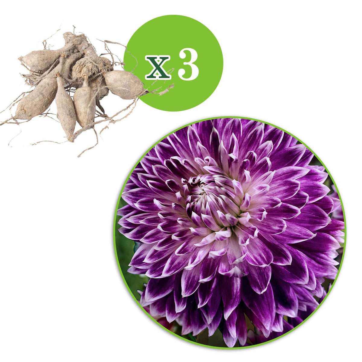 Vente 3 Dahlias à grandes fleurs Vancouver
