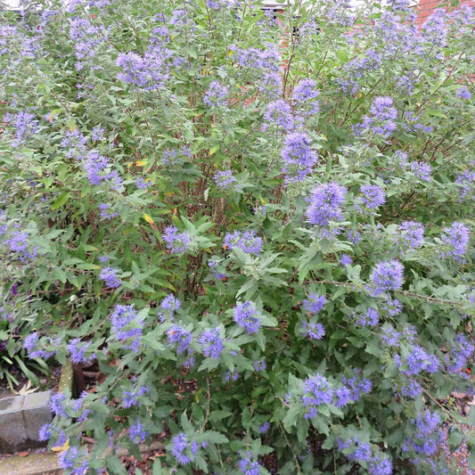 Barbe bleue Caryopteris 'Heavenly Blue' - Bakker