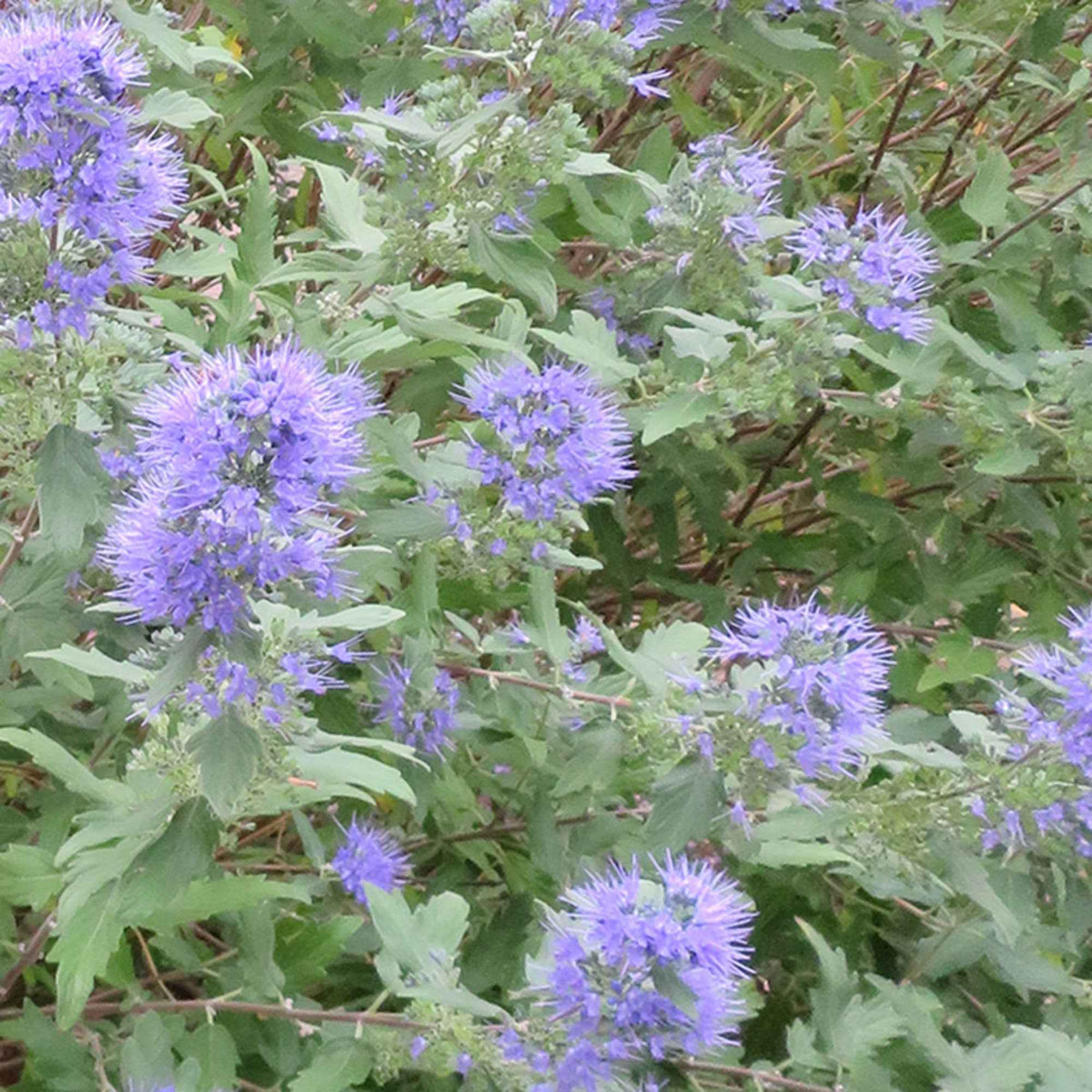 Barbe bleue Caryopteris 'Heavenly Blue' - Caryopteris clandonensis Heavenly Blue - Bakker