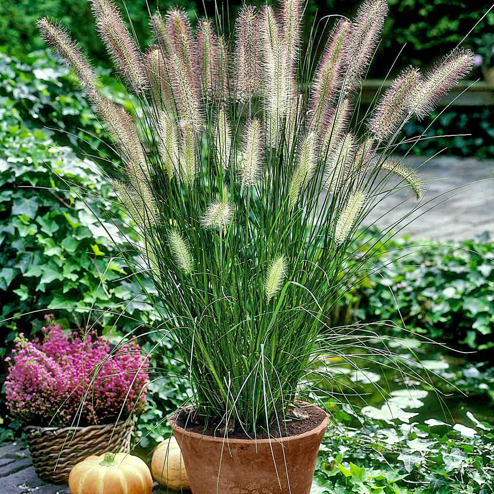Herbe aux écouvillons 'Hameln' - Pennisetum alopecuroides Hameln - Bakker