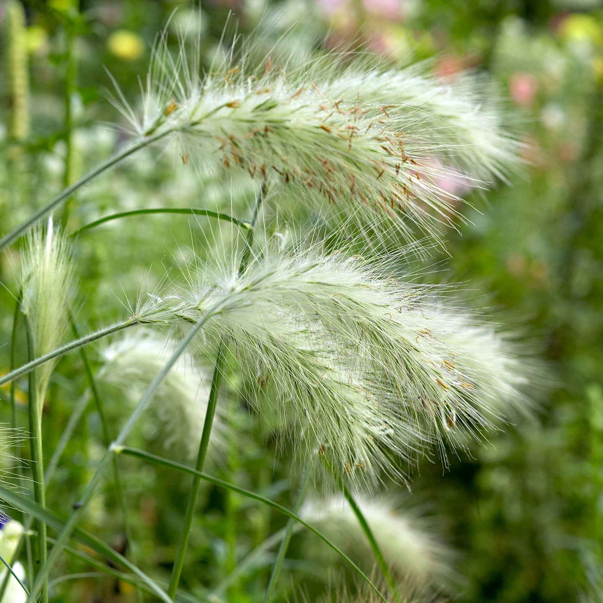 Pennisetum alopecuroides Hameln - Herbe aux écouvillons 'Hameln' - Pennisetum