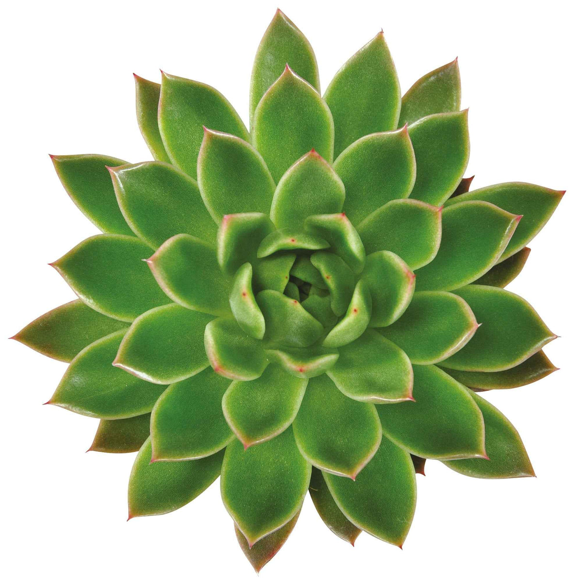 Cactus et plante grasse - Echeveria Agavoides - Echeveria agavoides