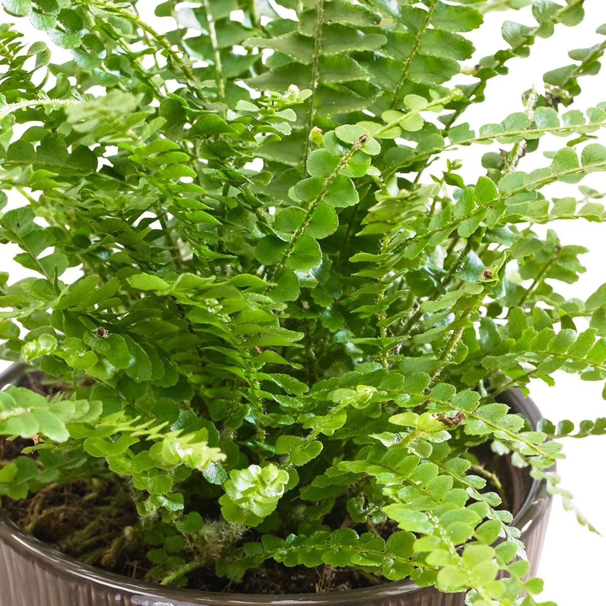 Fougère de Boston 'Duffi' - Nephrolepsis exaltata Duffi - Bakker