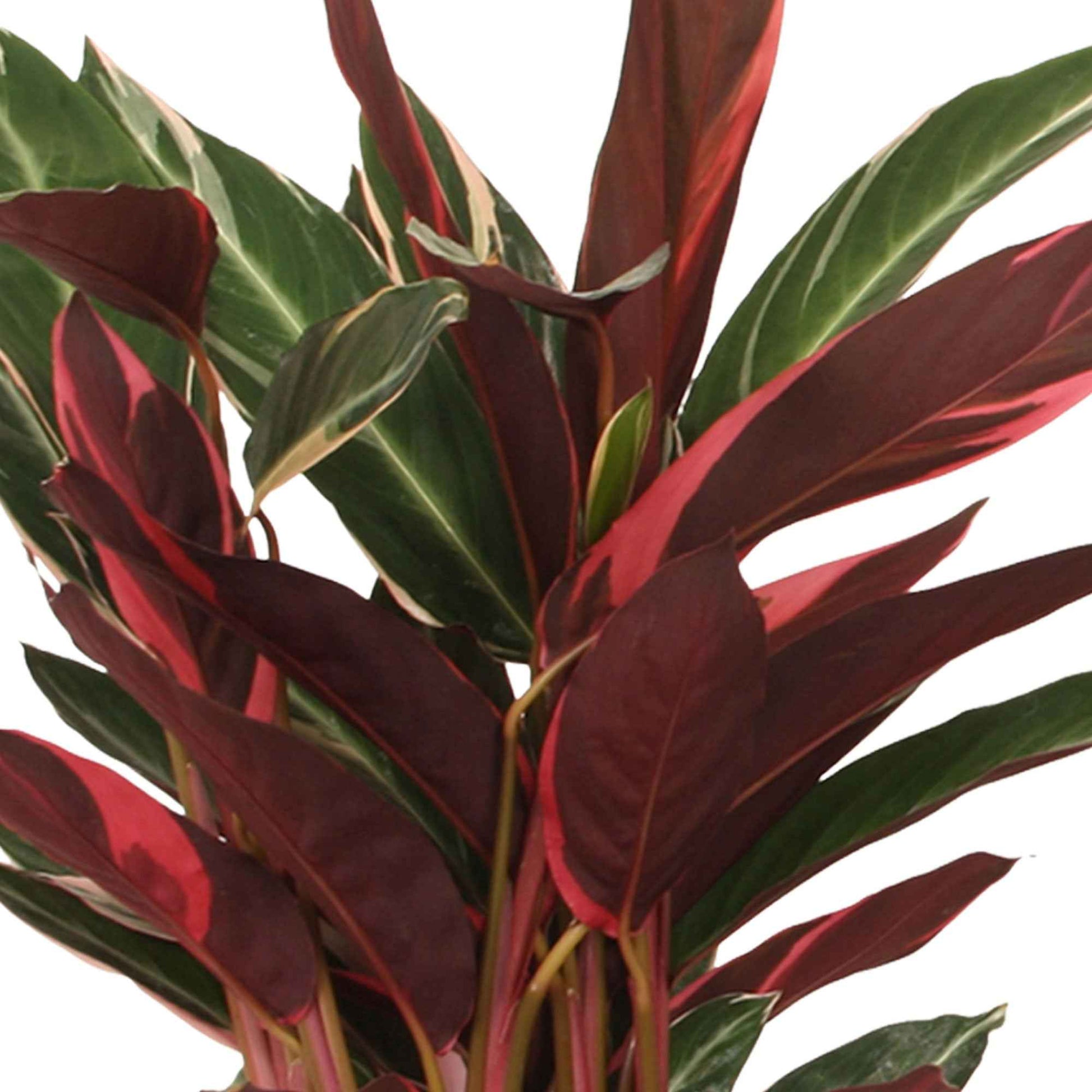 Calathea triostar - Calathea Stromanthe 'Triostar' - Calathea