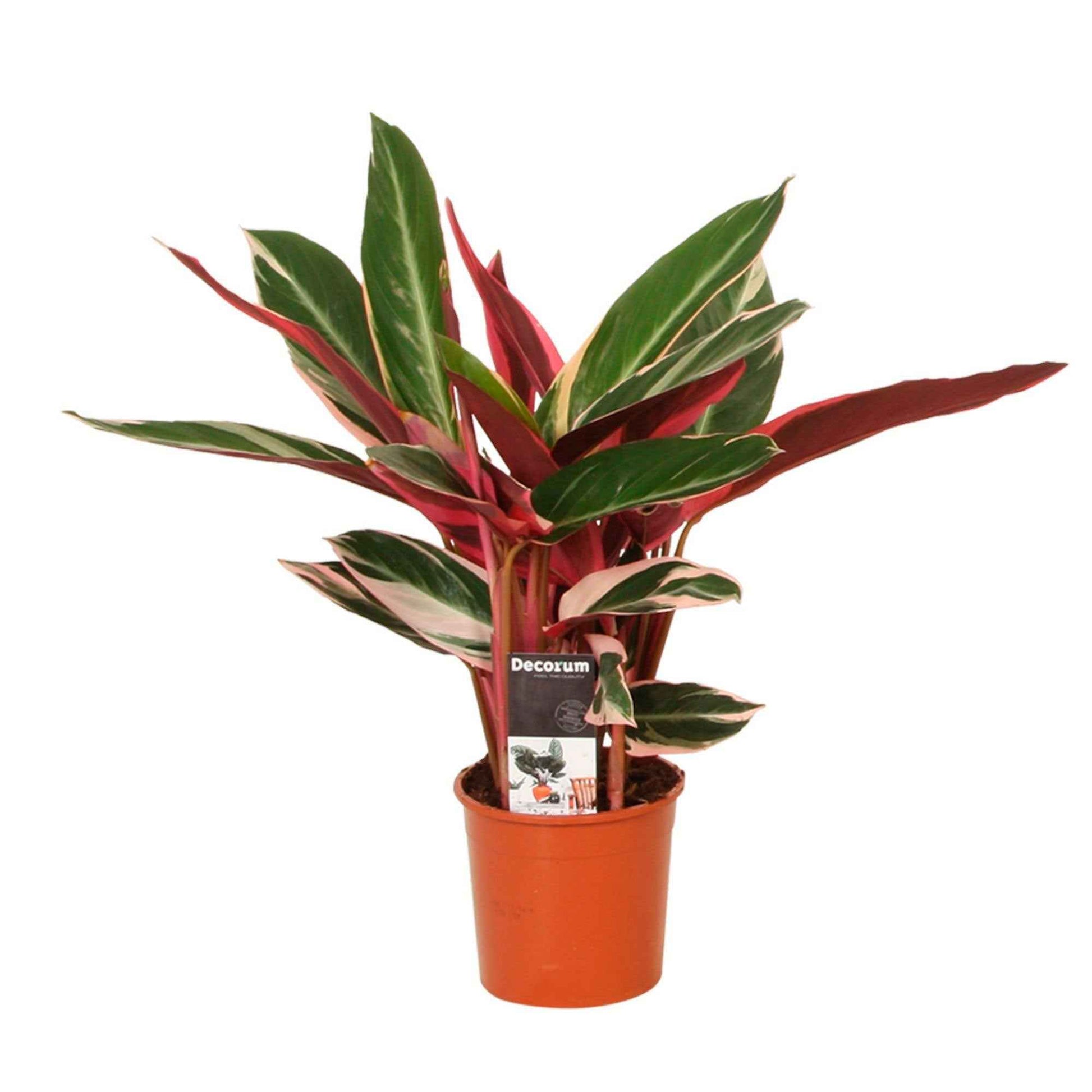 Calathea - Calathea Stromanthe 'Triostar' - Calathea triostar
