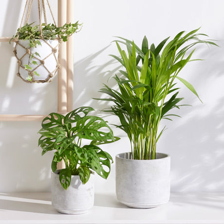 Plantes d'intérieur