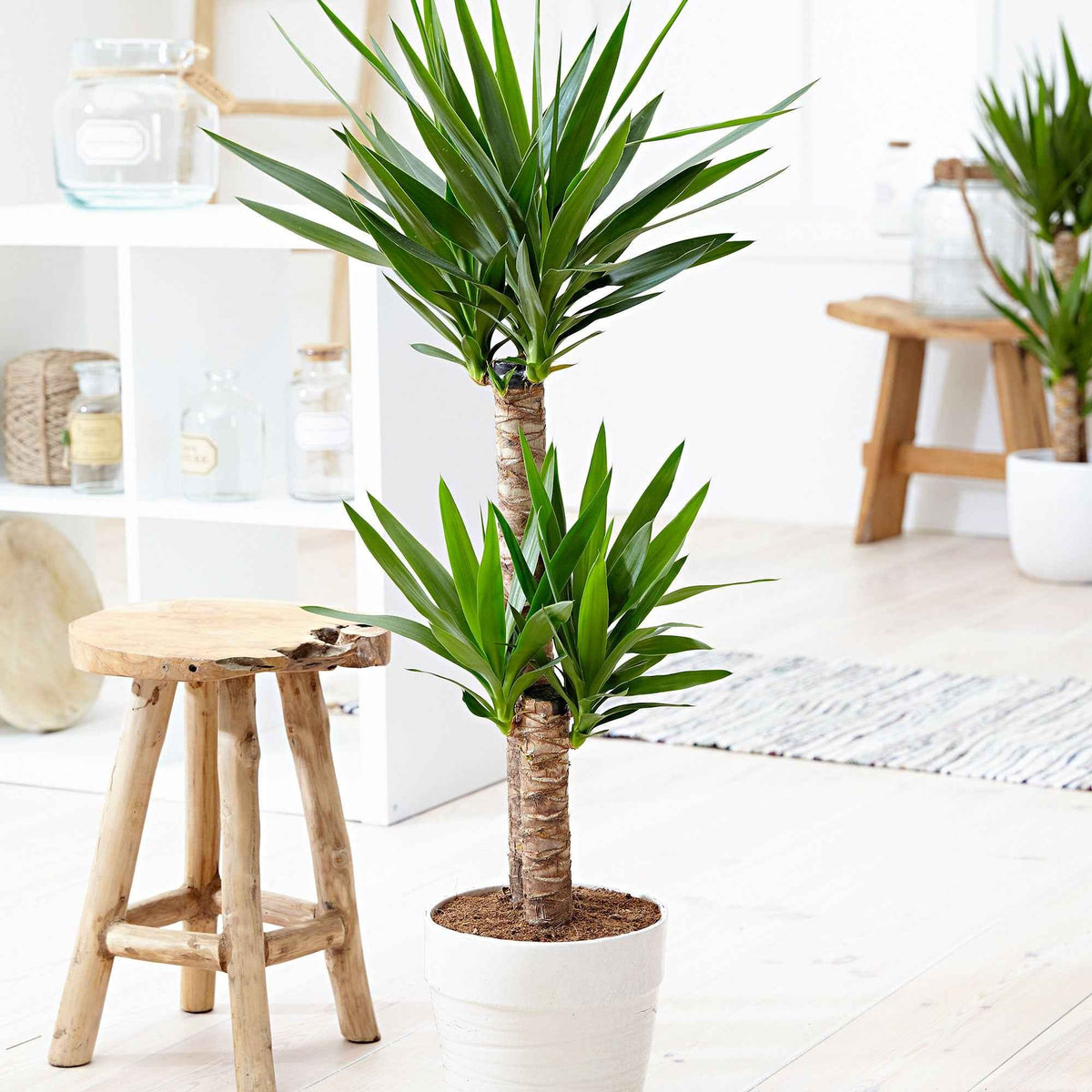Yucca Yucca elephantipes XL 2 troncs - Bakker