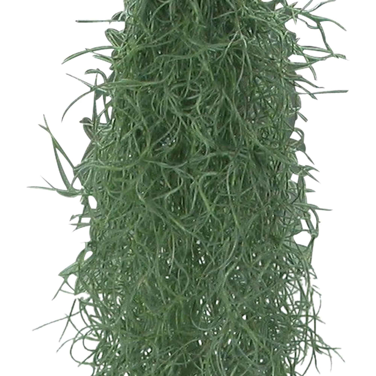 Plantes vertes d'intérieur - Bromélia Tillandsia usneoides - Plante suspendue - Tillandsia usneoides