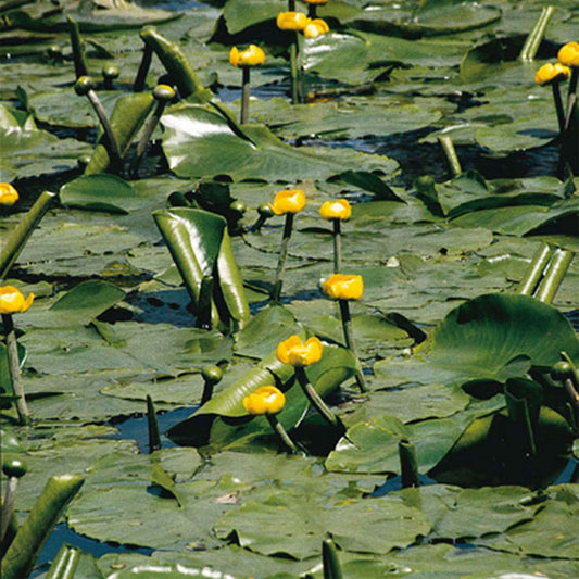 Nénuphar commun - Bakker