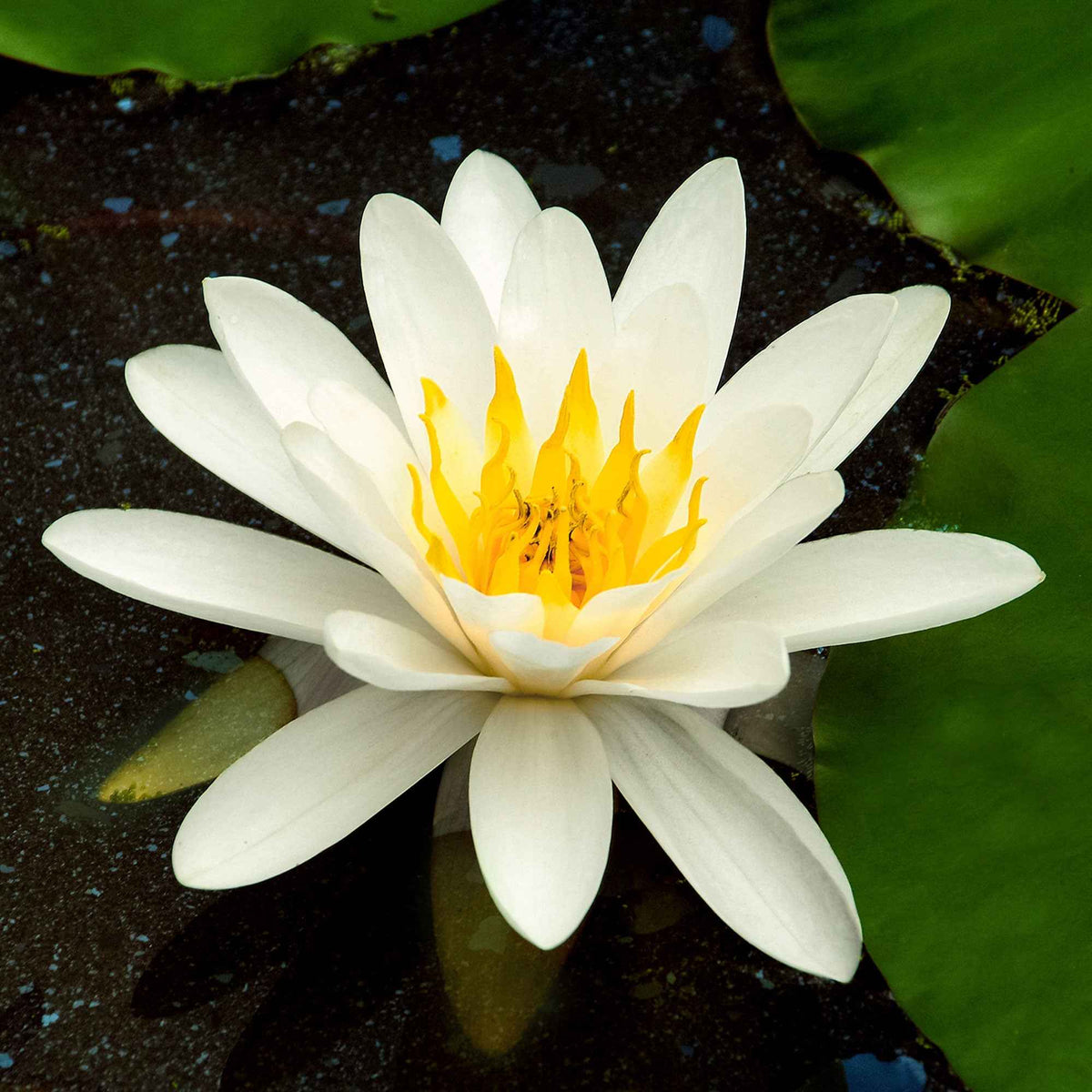 Nénuphar 'Marliacea Albida' - Bakker