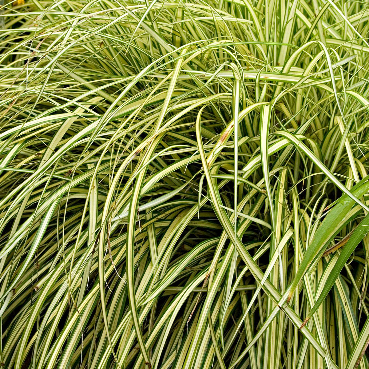 Carex - Laîche d'Oshima 'Evergold' - Carex oshimensis evergold