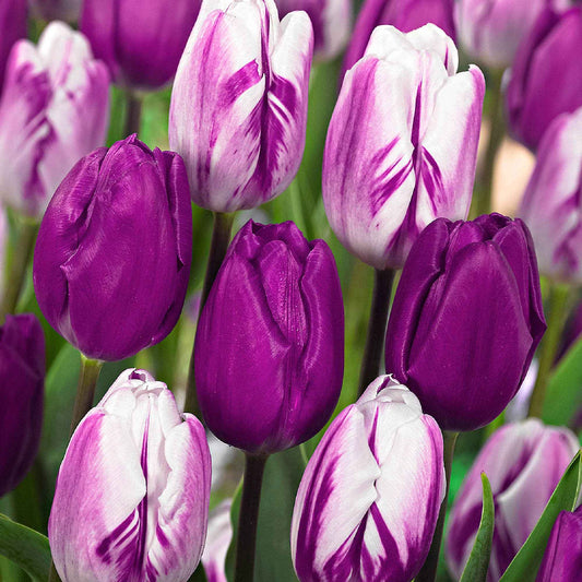 10 Tulipes mauves et blanches en mélange - Bakker