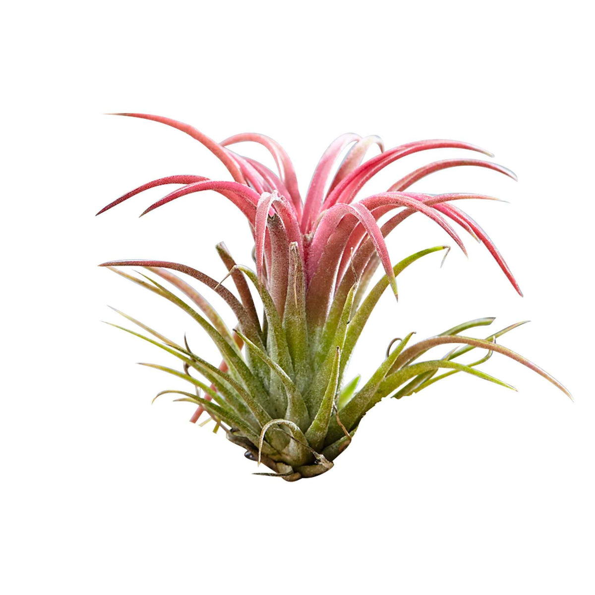 Tillandsia - Tillandsias sur bois - Plantes aériennes - Tillandsia
