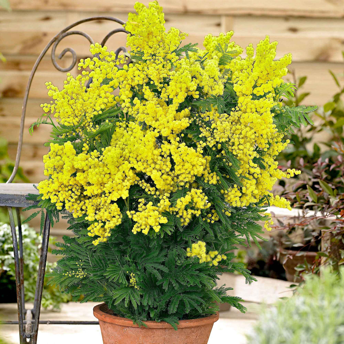 Vente Mimosa d'hiver - Acacia dealbata