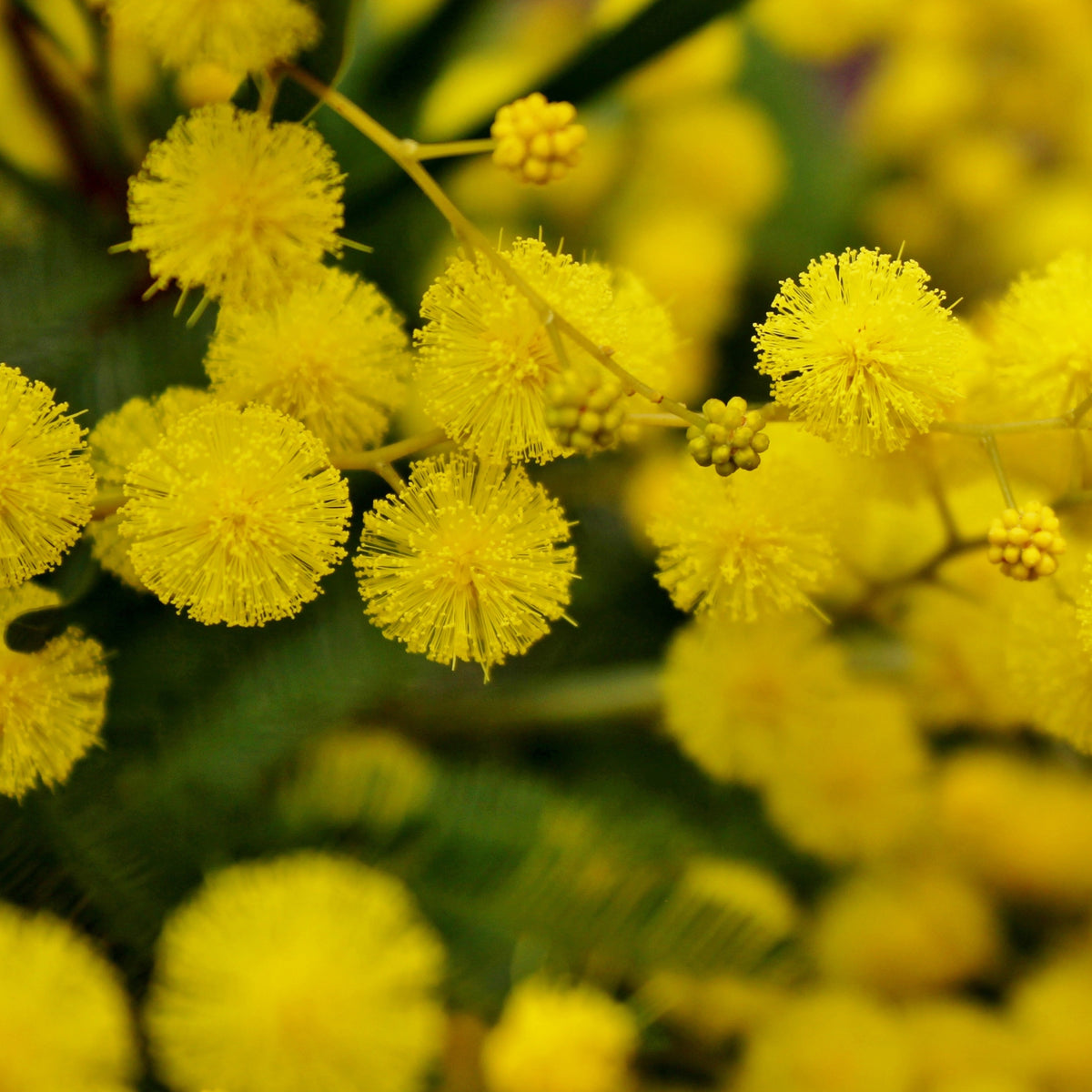 Plantes de terrasses et balcons pour pot et balconière - Mimosa d'hiver - Acacia dealbata