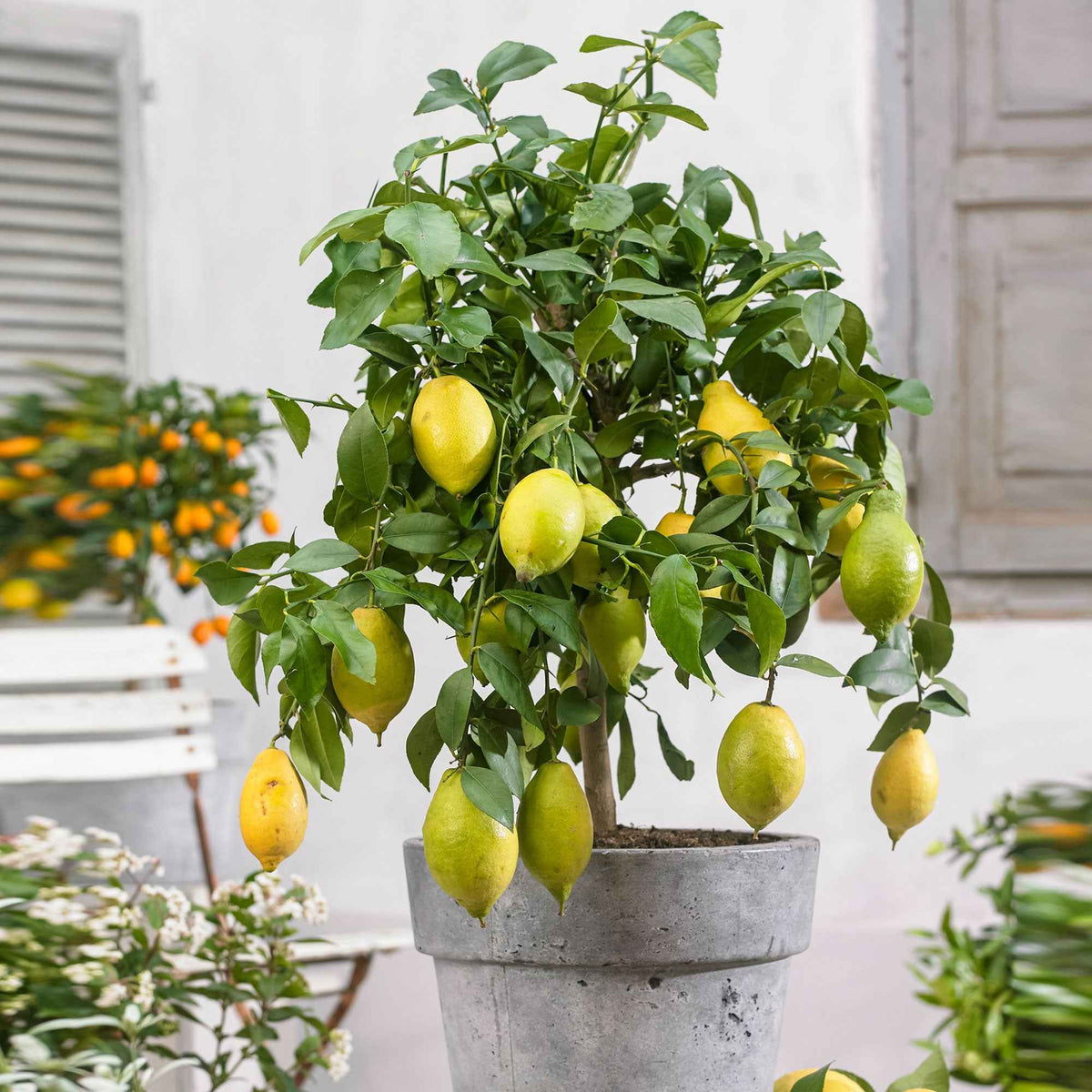 Collection de 2 Kumquat et Citronnier - Citrus lemon vulcan + fortunella - Bakker