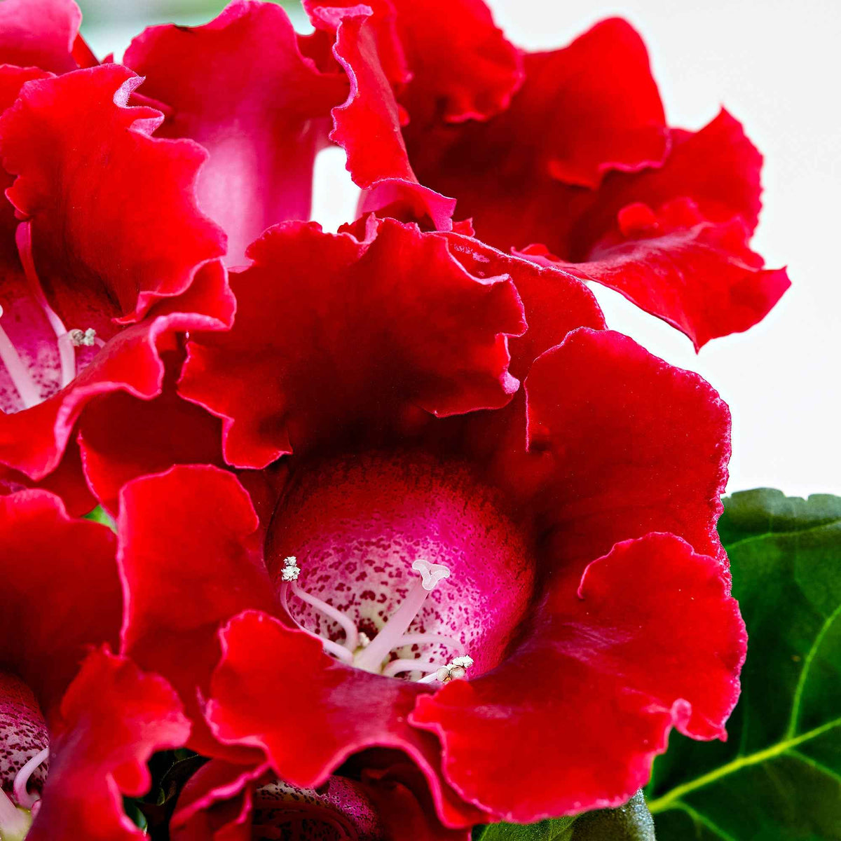 Gloxinia des fleuristes rouge - Sinningia speciosa red - Bakker