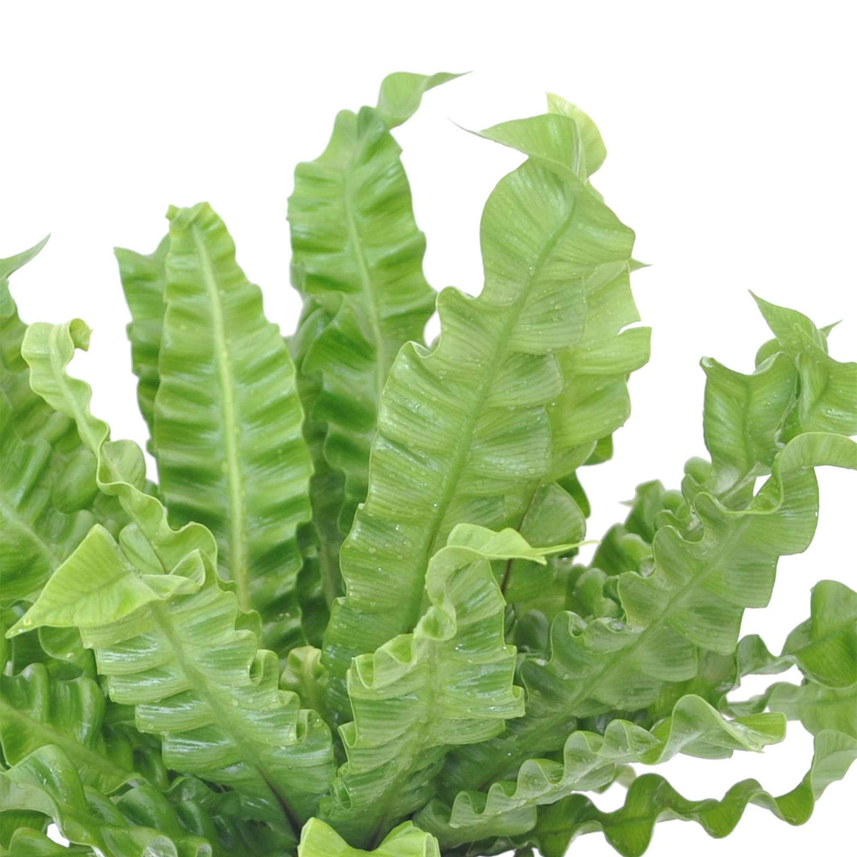 Plantes vertes d'intérieur - Asplénie nid-d'oiseau Asplenium 'Crispy Wave' - Asplenium nidus crispy wave