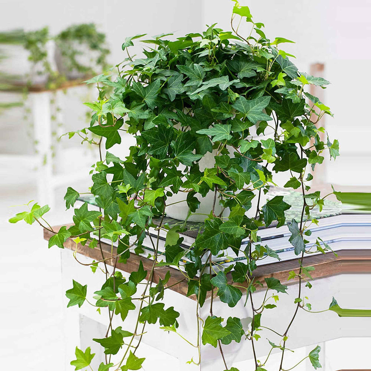 Lierre grimpant Hedera 'Pittsburgh' - Plante suspendue - Bakker