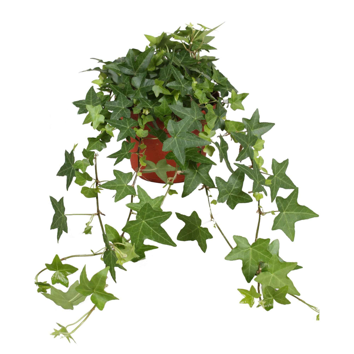 Lierre grimpant Hedera 'Pittsburgh' - Plante suspendue - Hedera helix Pittsburgh - Bakker