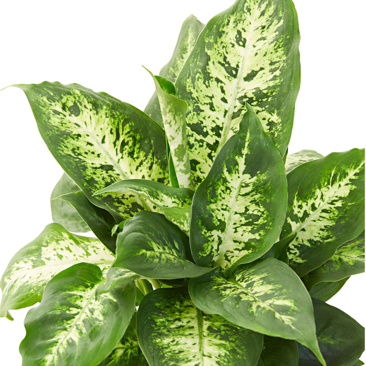 Dieffenbachia compacta - Dieffenbachia 'Compacta' - Dieffenbachia