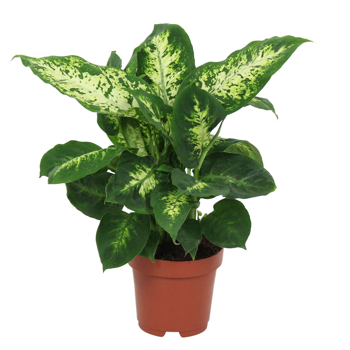 Dieffenbachia - Dieffenbachia 'Compacta' - Dieffenbachia compacta