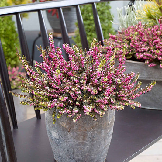 Bruyère d'hiver 'Kramer's Rote' - Bakker