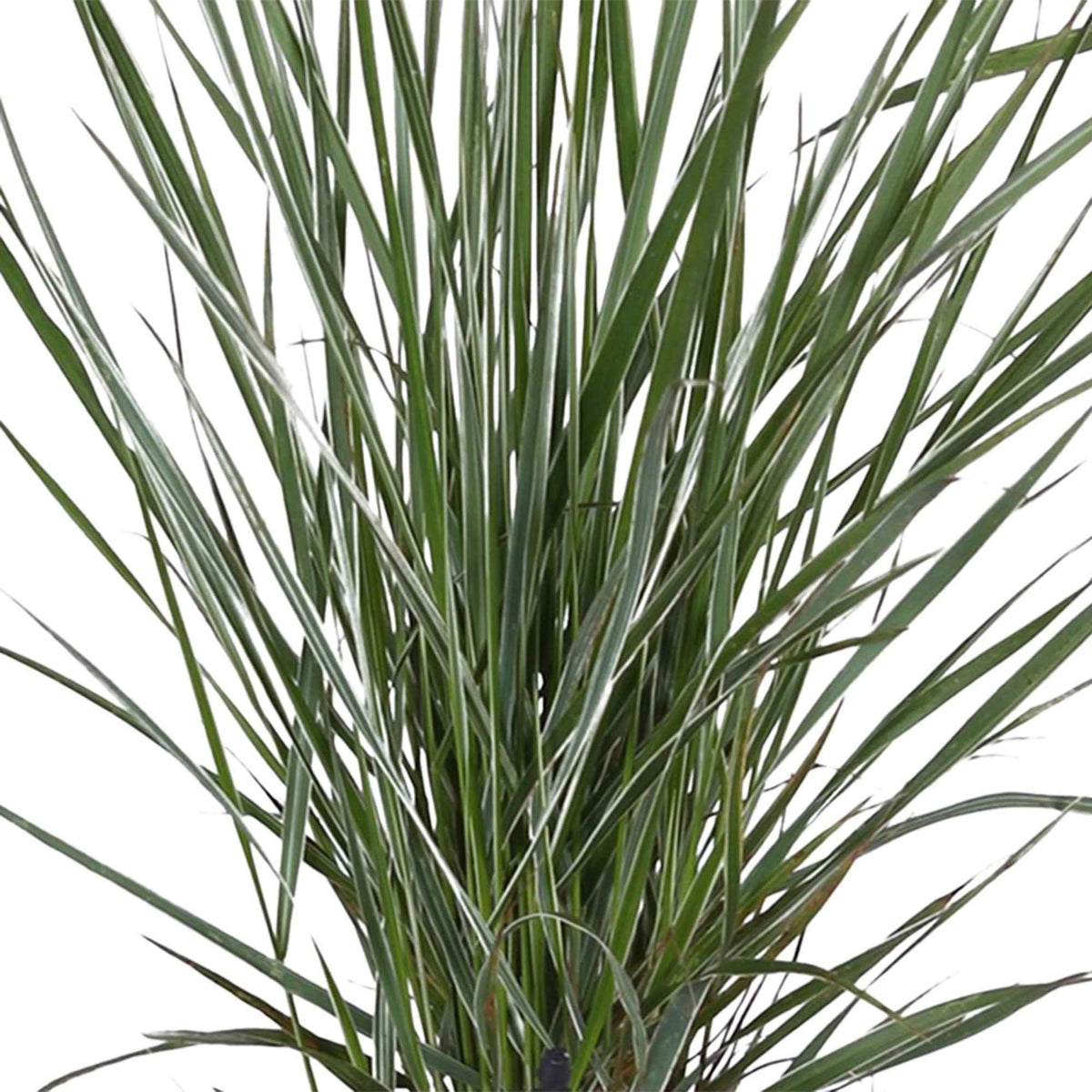 Calamagrostis acutiflora overdam - Calamagrostide panachée 'Overdam' - Graminées
