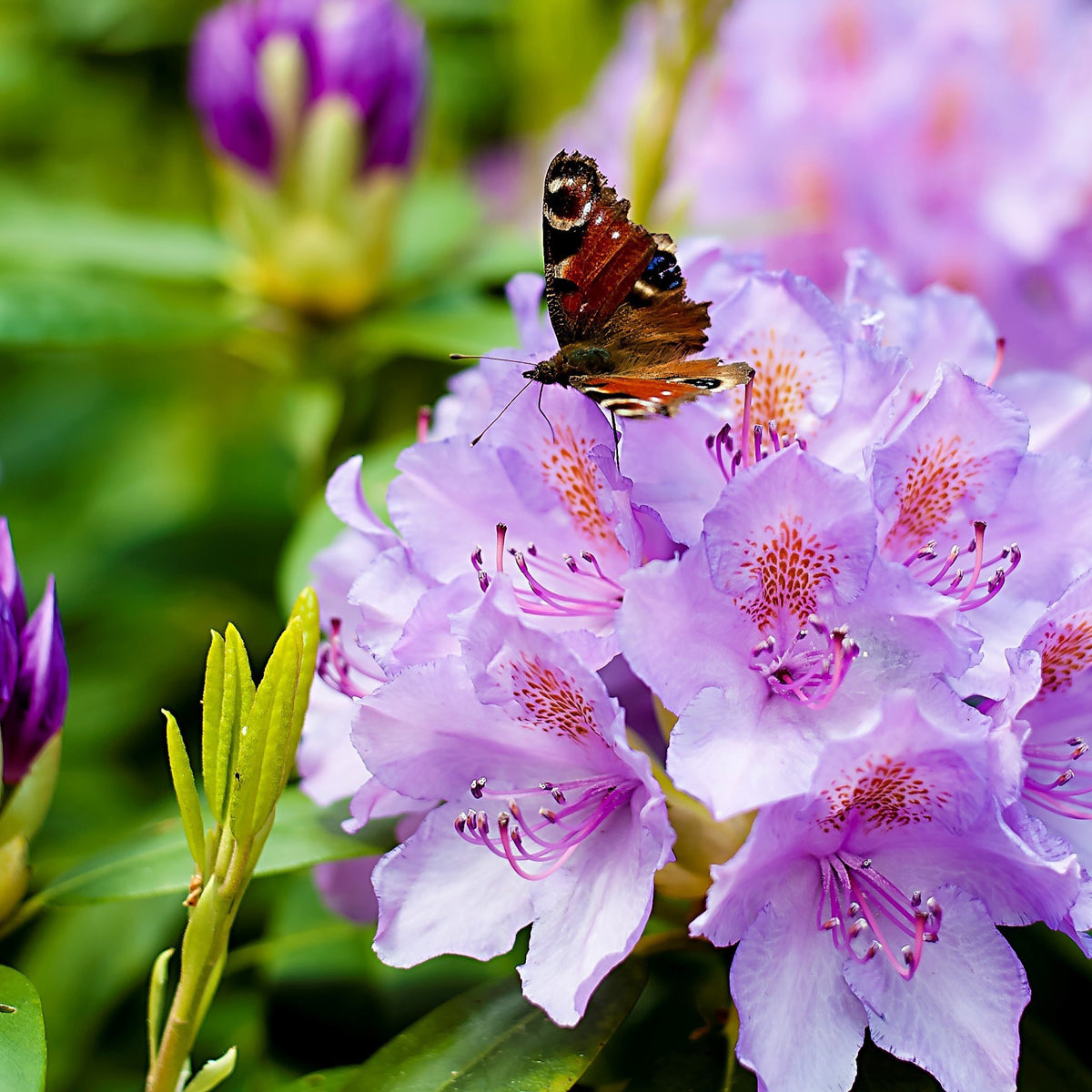 Rhododendron catawbiense grandiflorum - Rhododendron 'Catawbiense Grandiflorum' - Rhododendron