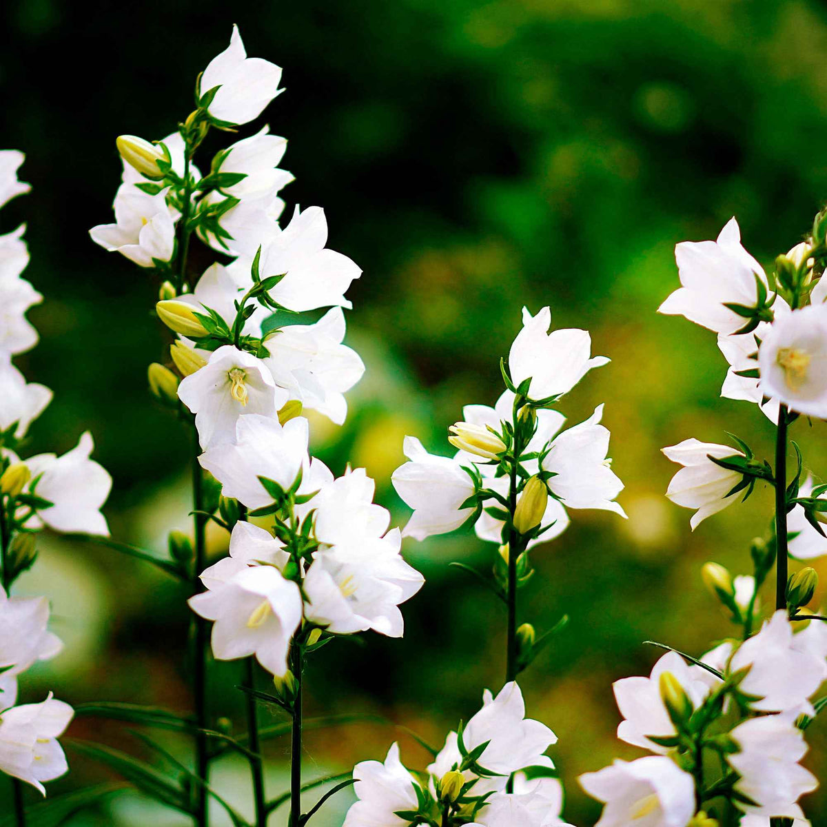 Campanula carpatica alba - Campanule des Carpates Alba - Campanules