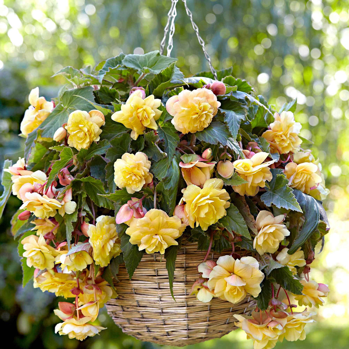 5 Bégonias parfumées Sunny Dream - Begonia odorata sunny dream - Bakker