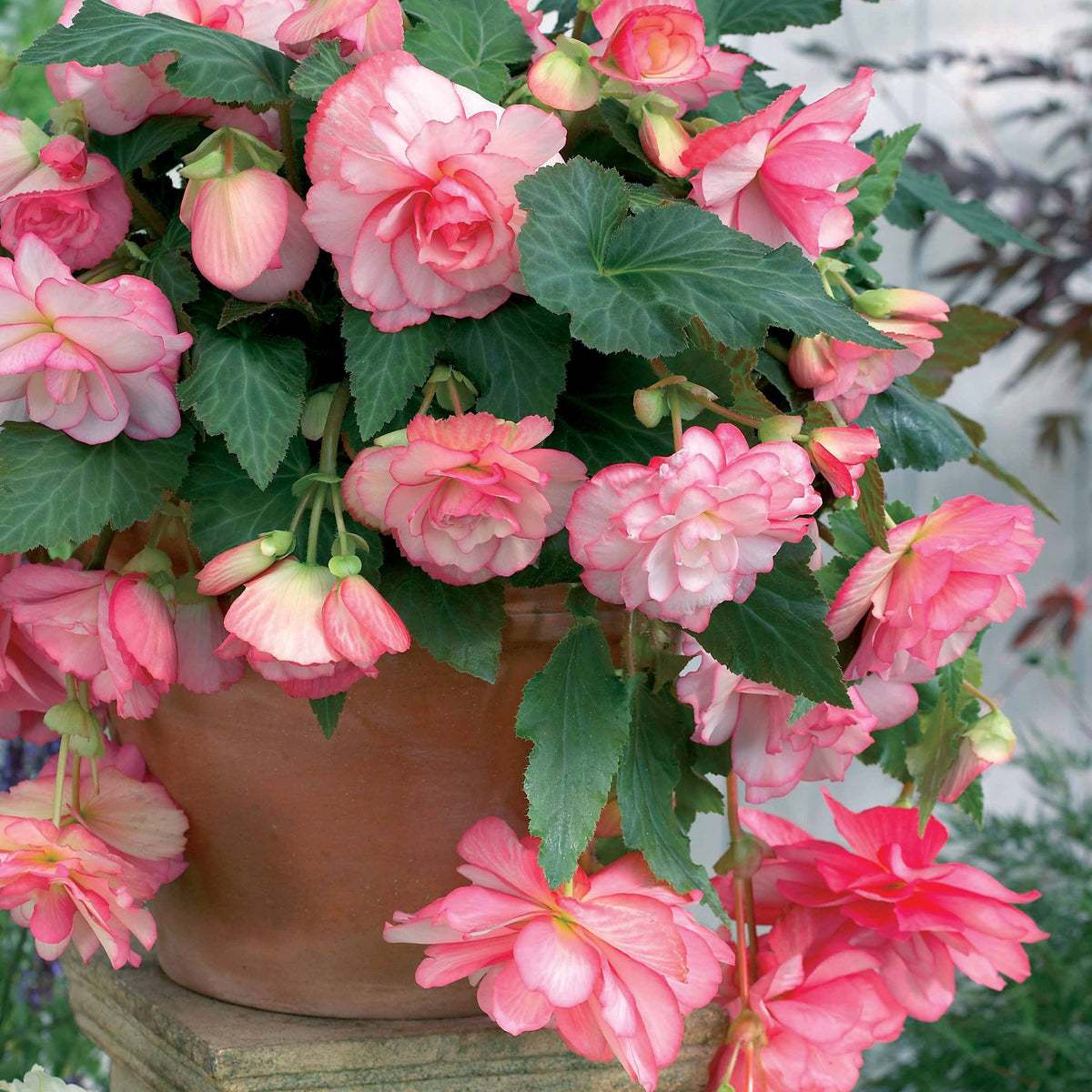 3 Bégonias cascade Florence - Begonia - Bakker