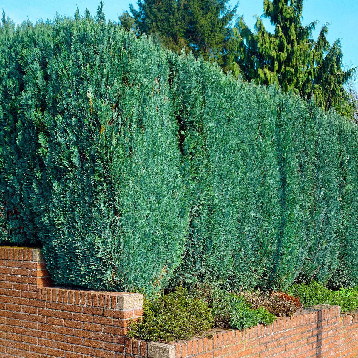 Faux Cyprès de Lawson - Chamaecyparis lawsoniana Columnaris - Bakker