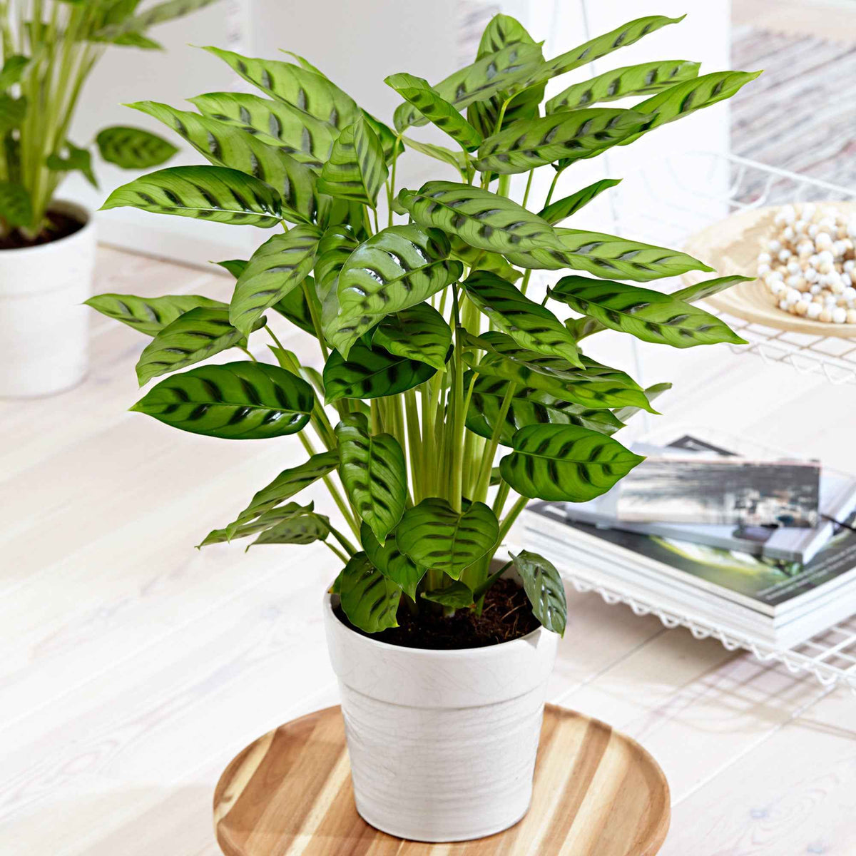 Calathea leopardina - Bakker