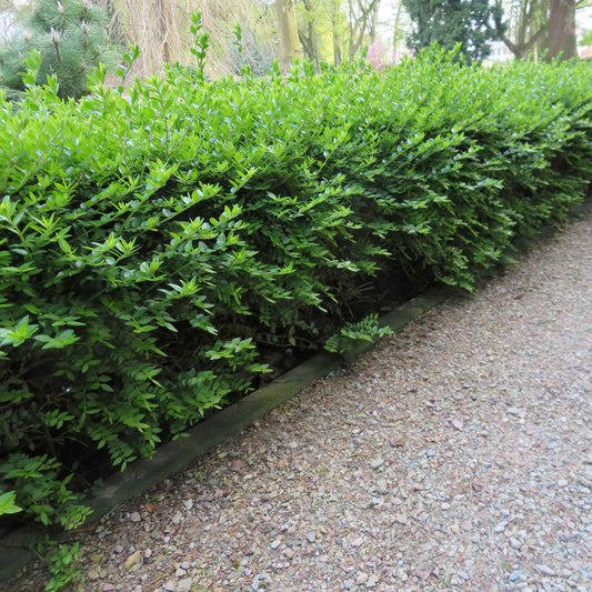 Chèvrefeuille à feuilles de buis 'Maigrün' - Bakker