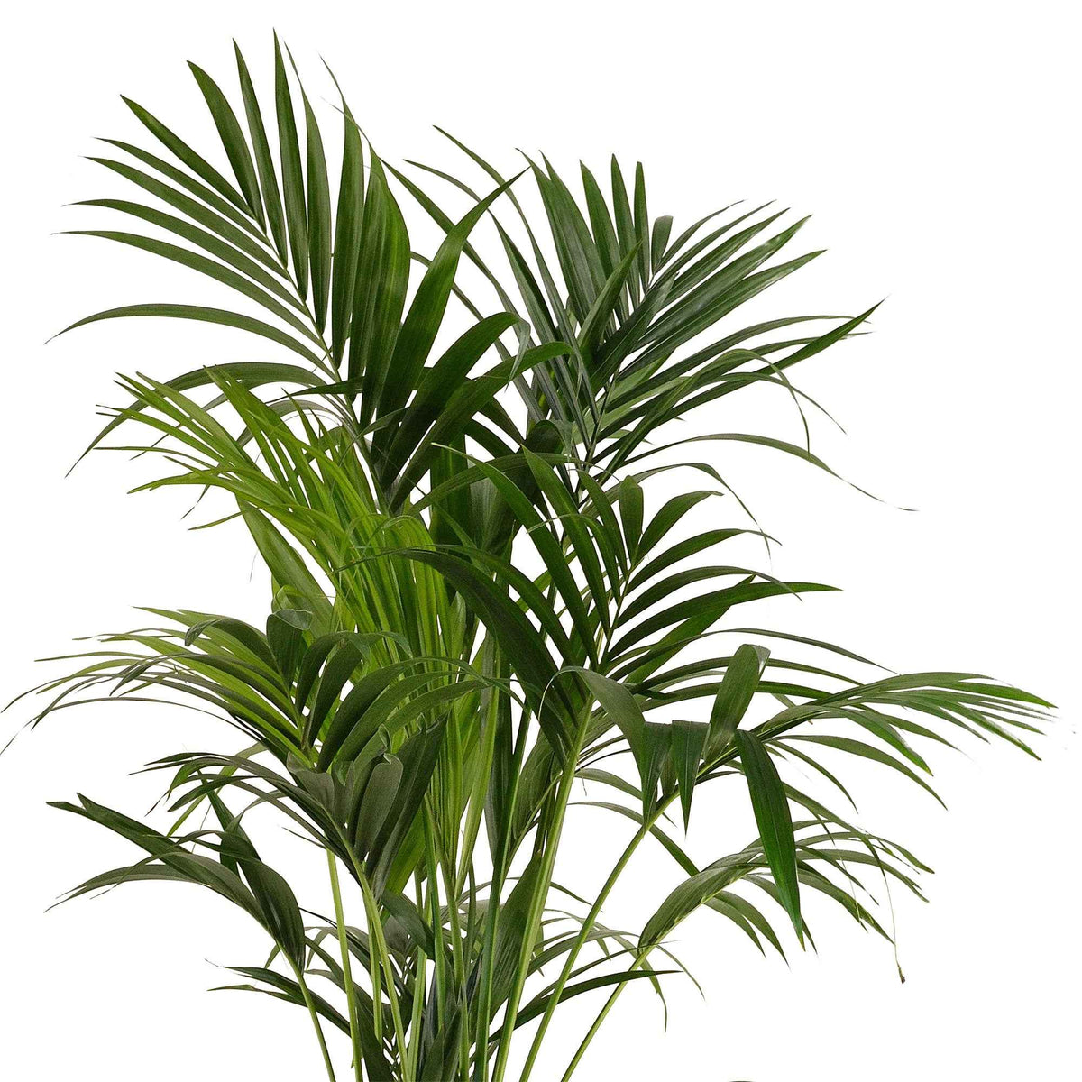 Howea forsteriana - Palmier Kentia Howea forsteriana - Palmiers d'intérieur