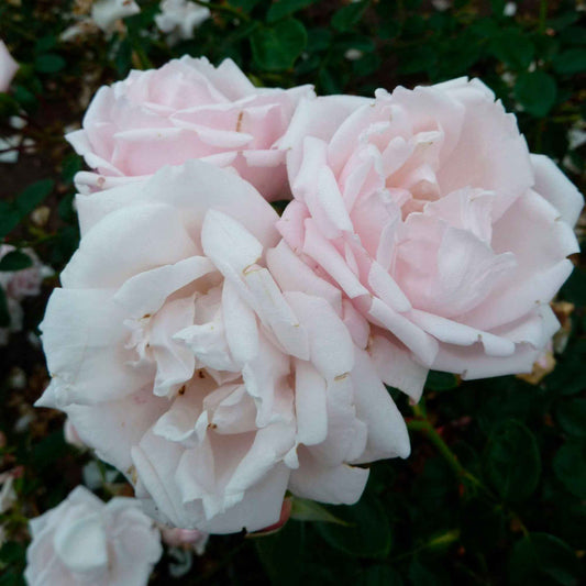 Rosier grimpant 'New Dawn' - Bakker