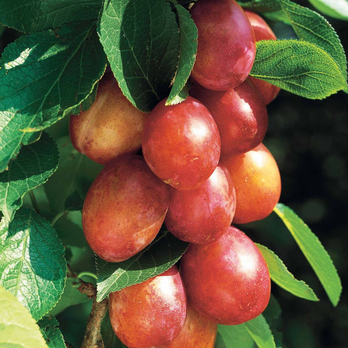 Pruniers - Prunier 'Victoria' - Prunus domestica Reine Victoria
