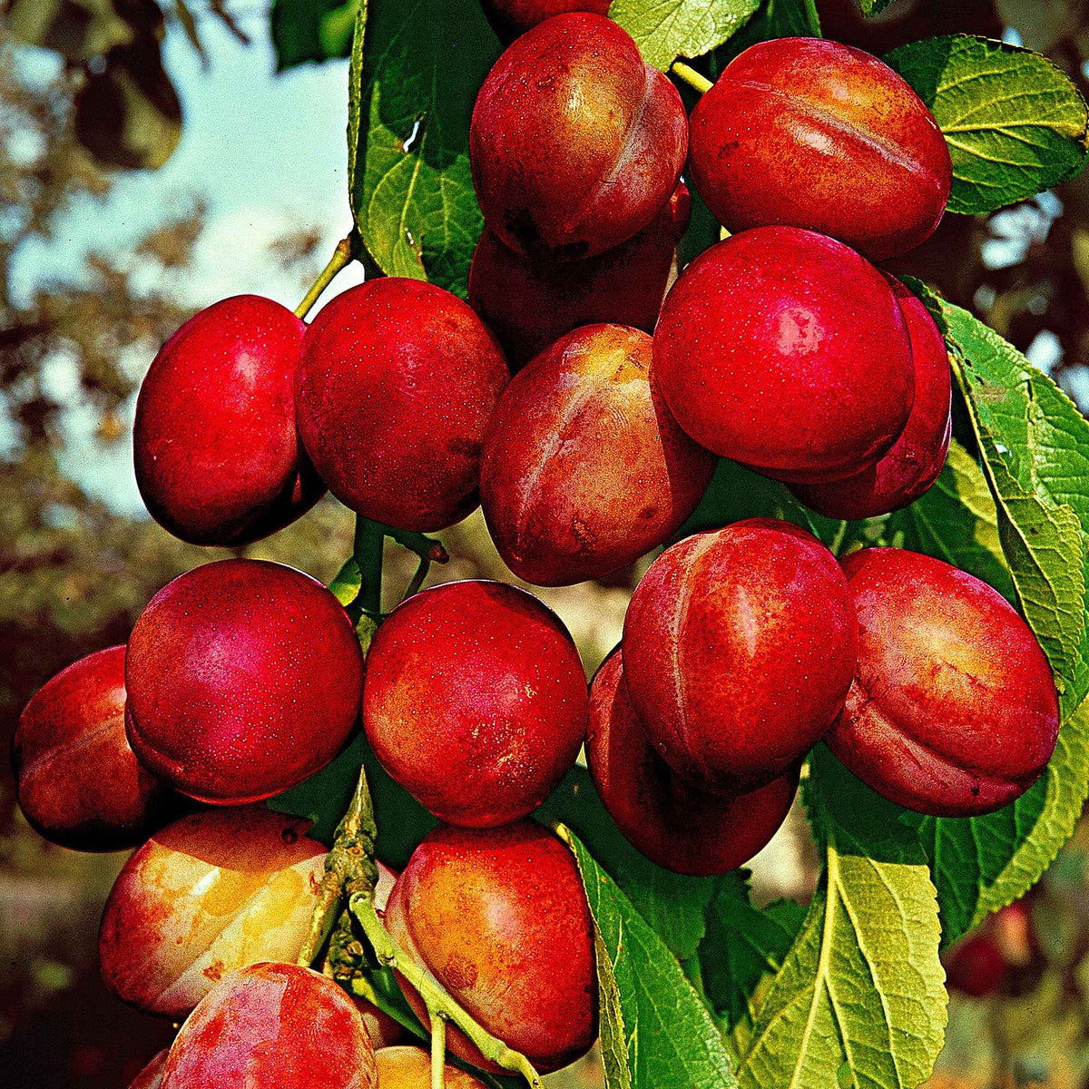 Prunier 'Victoria' - Bakker