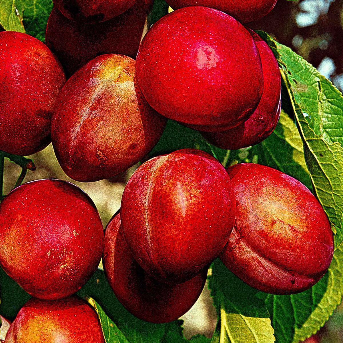 Prunier 'Victoria' - Prunus domestica Reine Victoria - Bakker