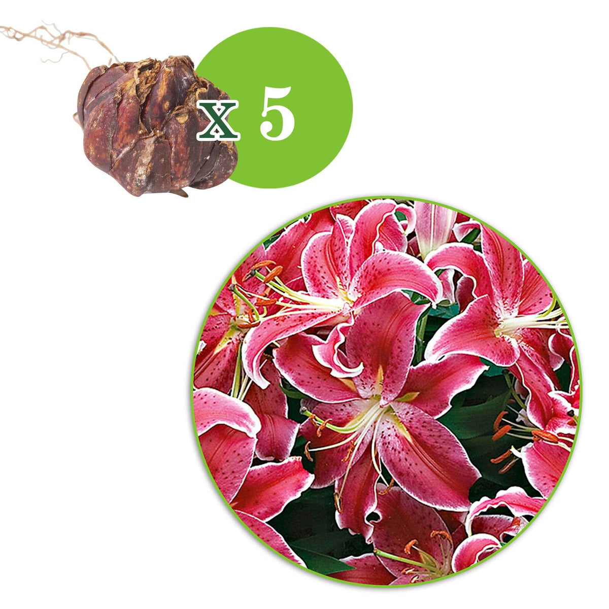 5 Lis géant Starlight Express - Lilium orientalis 'starlight express' - Bakker
