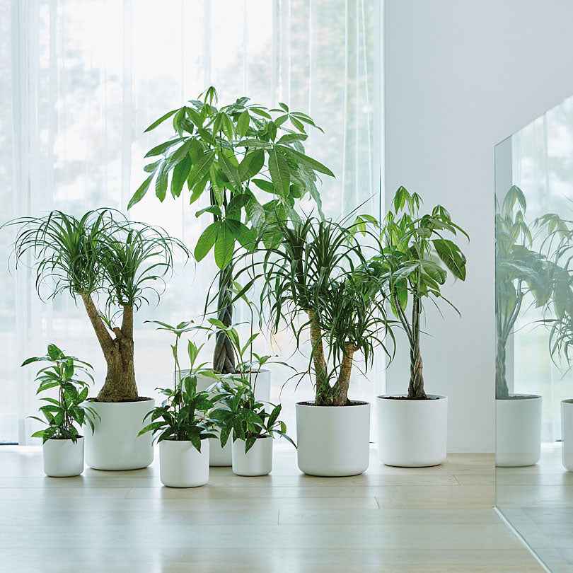 Elho Pot B.for soft rond blanc - - Bakker