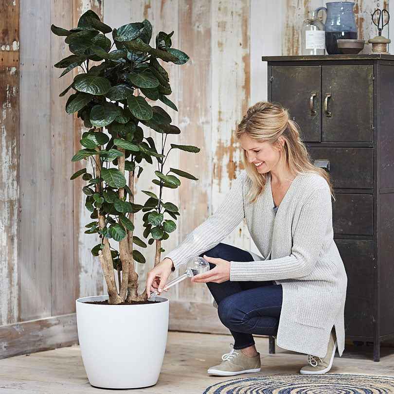 Elho arroseur autonome - Systèmes d'irrigation - Bakker