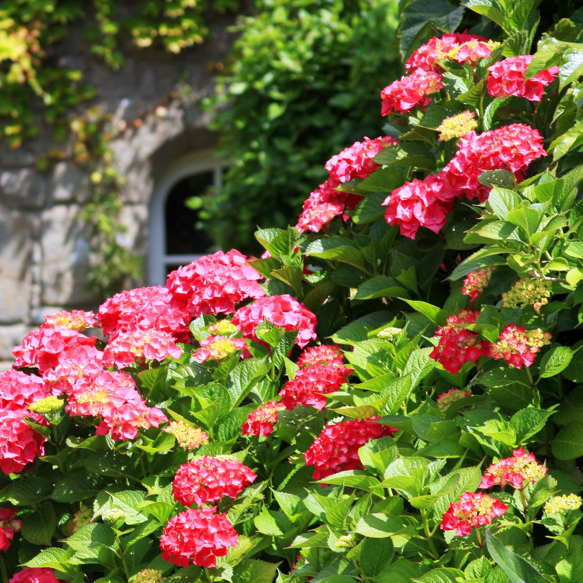 Hortensia rouge - Hydrangea macrophylla Alpenglühen - Bakker