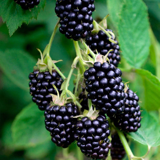 Mûrier sans épines 'Black Satin' - Arbustes