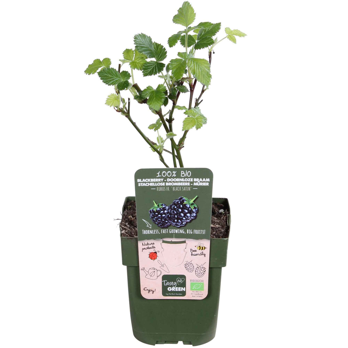 Mûrier sans épines 'Black Satin' - Rubus fruticosus 'Black Satin' - Bakker