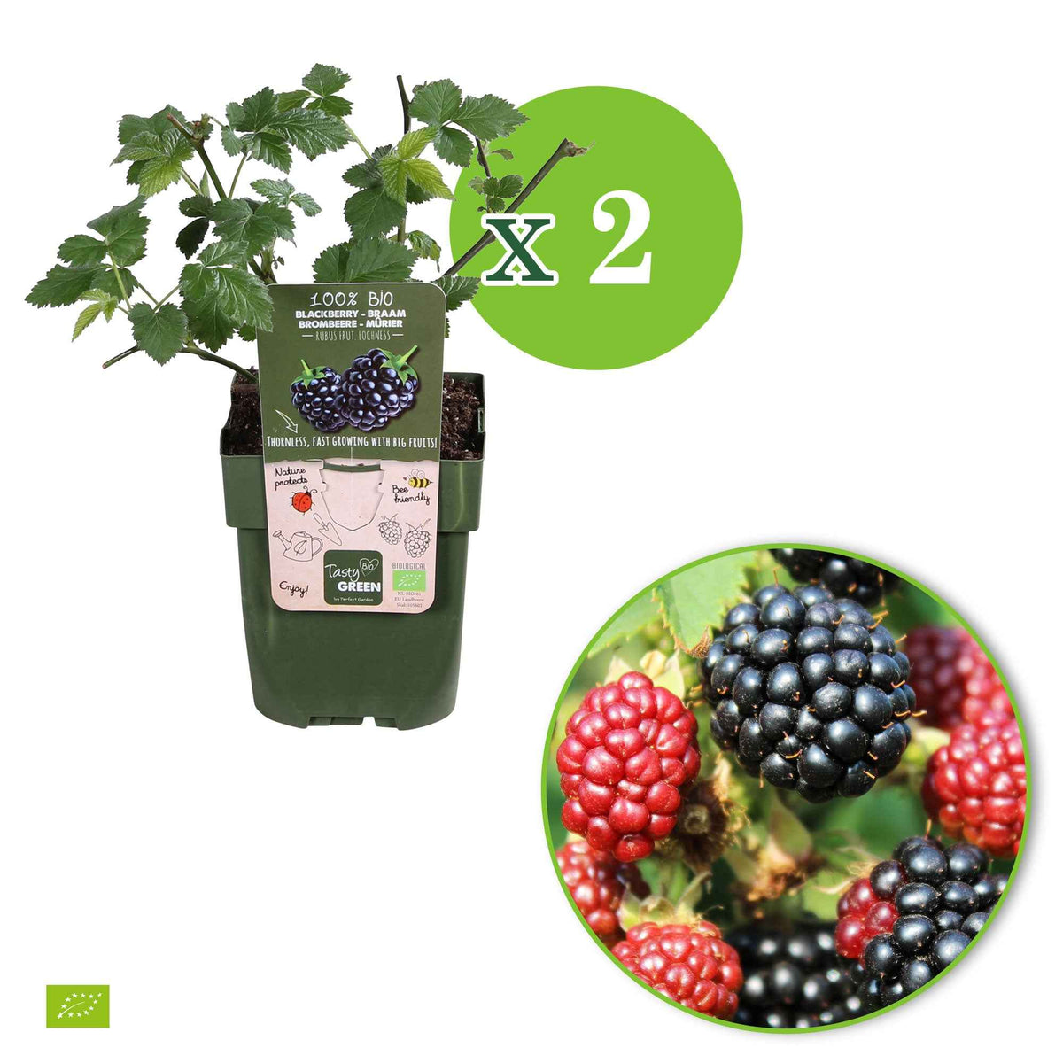 Mûriers - Mûrier nain Rubus 'Little Black Prince' Noir - Bio - Rubus fruticosus 'Little Black Prince'