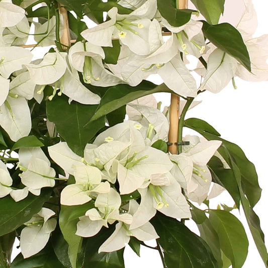 Bougainvillier blanc - Bakker