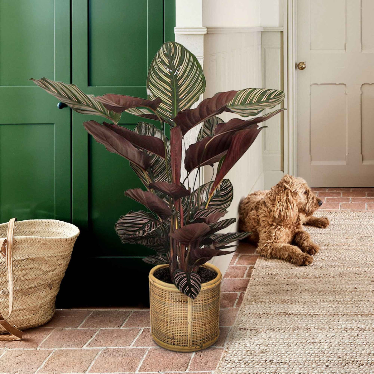 Calathea 'Ornata' XL - Calathea ornata - Bakker