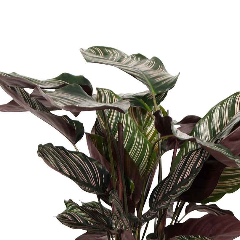 Calathea ornata - Calathea 'Ornata' XL - Calathea